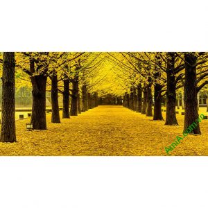 Tranh phòng khách phong cảnh thiên nhiên mùa thu lá vàng amia 338-00