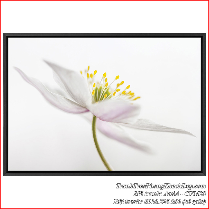 Tranh nghệ thuật hoa trắng tinh khôi làm canvas Amia CVM28
