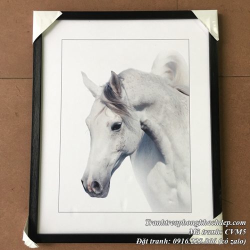 Hình ảnh tranh Ngựa trắng canvas thực tế khung đen tại cửa hàng tranh Amia